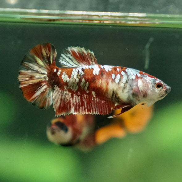 Multicolor/ Galaxy Koi Plakat - Female- 13 Weeks Old
