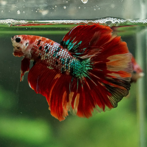 Galaxy/Candy Koi Halfmoon - 14 weeks old