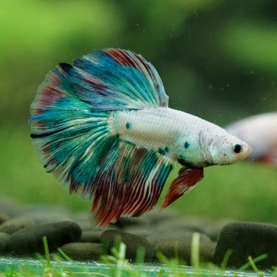 Galaxy/Candy Koi Halfmoon - 14 weeks old