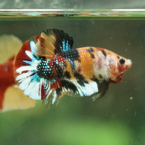 Multicolor/Galaxy Koi Plakat -16 weeks Old