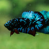 Black Koi Galaxy Plakat (Avatar) -13 weeks Old