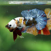 Multicolor/Galaxy Koi Plakat -16 weeks Old