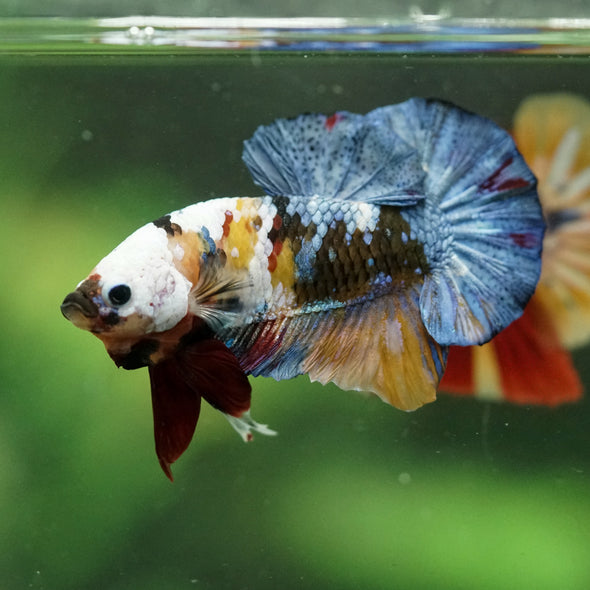 Multicolor/Galaxy Koi Plakat -16 weeks Old