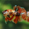 Multicolor/Galaxy Koi Plakat -16 weeks Old