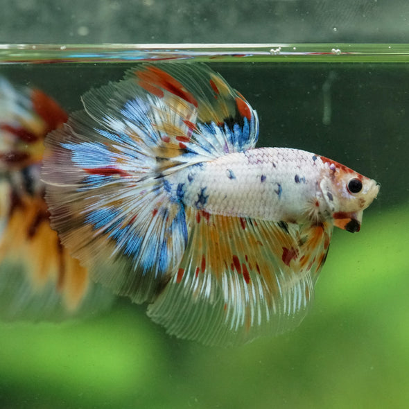 Galaxy/Candy Koi Halfmoon - 13 weeks old