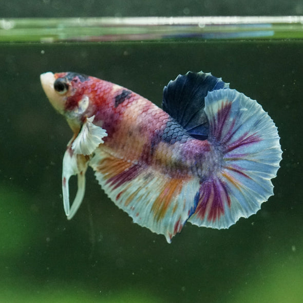 Multicolor/Galaxy Koi Plakat -10 weeks Old