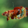 Multicolor/ Galaxy Koi Plakat- Female- 13 Weeks Old