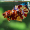 Multicolor/Galaxy Koi Plakat -15 weeks Old