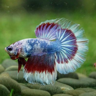 Galaxy/Candy Koi Halfmoon - 14 weeks old