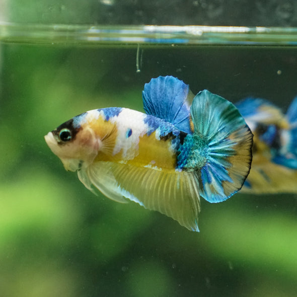 Multicolor/Galaxy Koi Plakat -13 weeks Old