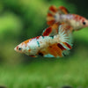Multicolor/ Galaxy Koi Halfmoon- Female- 13 Weeks Old