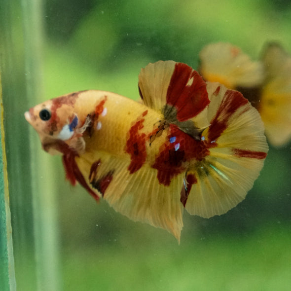 Multicolor/Galaxy Koi Plakat -13 weeks Old