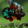Multicolor/Galaxy Koi Plakat -16 weeks Old