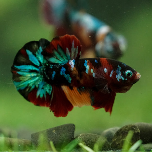 Multicolor/Galaxy Koi Plakat -16 weeks Old