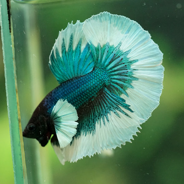 Dumbo Halfmoon - 11 weeks old