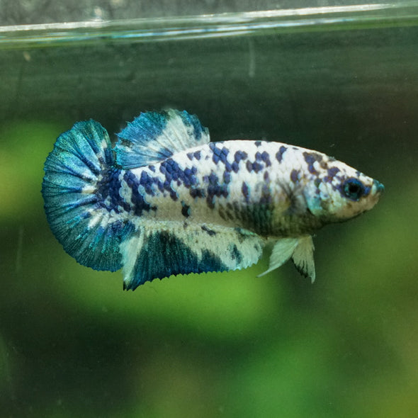 Blue/Green Dalmatian Plakat- Female