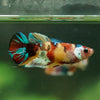 Multicolor/ Galaxy Koi Plakat- Female- 13 Weeks Old