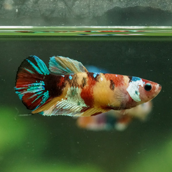 Multicolor/ Galaxy Koi Plakat- Female- 13 Weeks Old