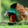 Galaxy/Candy Koi Halfmoon - 14 weeks old
