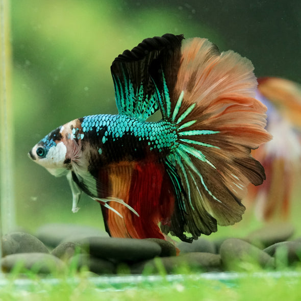 Galaxy/Candy Koi Halfmoon - 14 weeks old