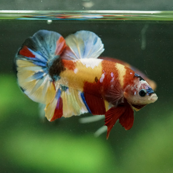 Multicolor/Galaxy Koi Plakat -15 weeks Old