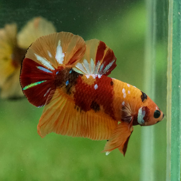 Multicolor/Galaxy Koi Plakat -13 weeks Old