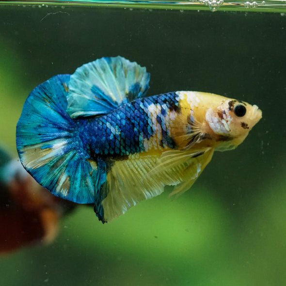 Multicolor/Galaxy Koi Plakat -16 weeks Old
