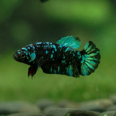 Black Galaxy Koi Plakat (Avatar) - Female- 13 Weeks Old