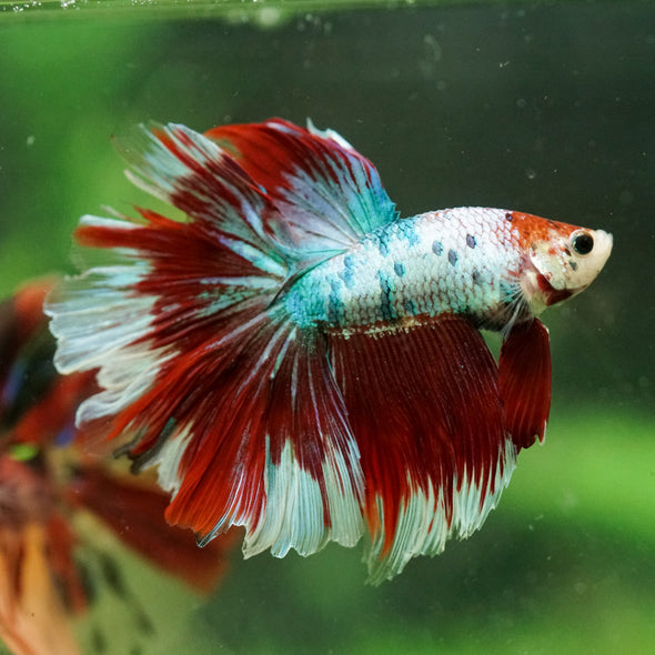 Galaxy/Candy Koi Halfmoon - 14 weeks old