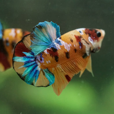 Multicolor/Galaxy Koi Plakat -16 weeks Old
