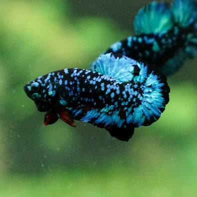 Black Koi Galaxy Plakat (Avatar) -13 weeks Old