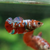 Multicolor/ Galaxy Koi Plakat- Female- 13 Weeks Old