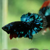 Black Base Galaxy/Candy Koi Halfmoon - 14 weeks old