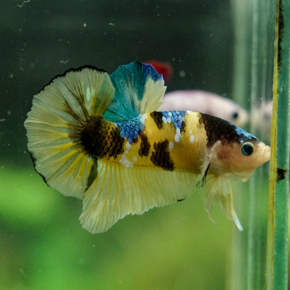 Multicolor/Galaxy Koi Plakat -16 weeks Old