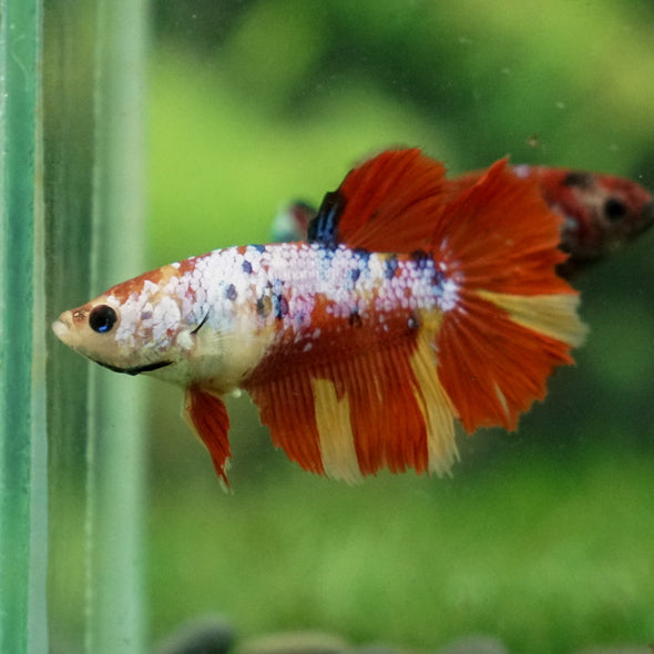 Multicolor/ Galaxy Koi Halfmoon- Female- 13 Weeks Old