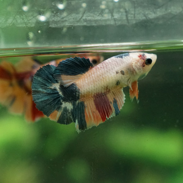 Multicolor/ Galaxy Koi Halfmoon | Female| 15 Weeks Old | Breeder Grade