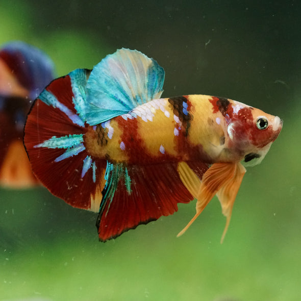 Multicolor/Galaxy Koi Plakat -16 weeks Old