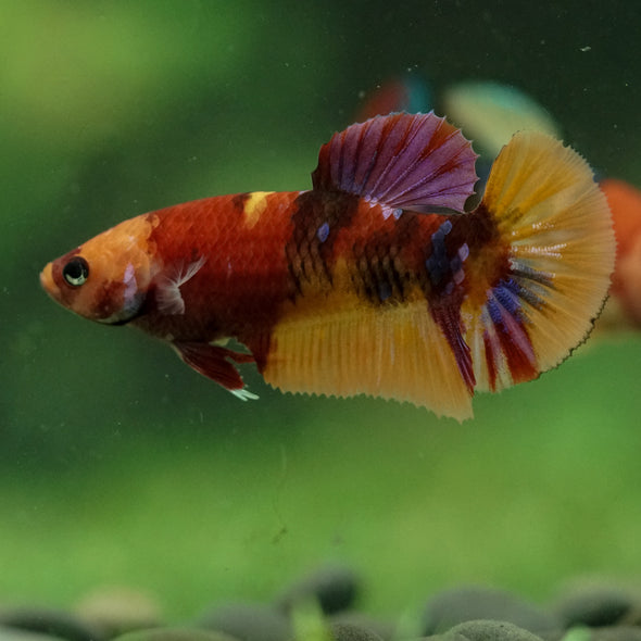 Multicolor/ Galaxy Koi Plakat- Female- 13 Weeks Old