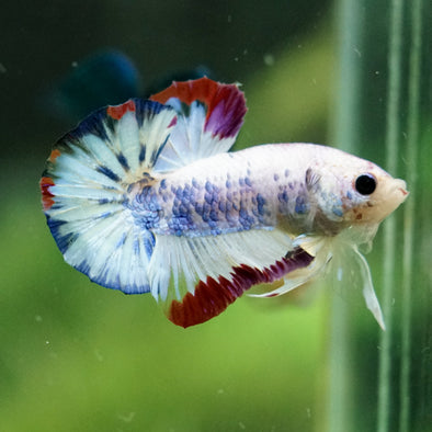 Multicolor/Galaxy Koi Plakat -16 weeks Old