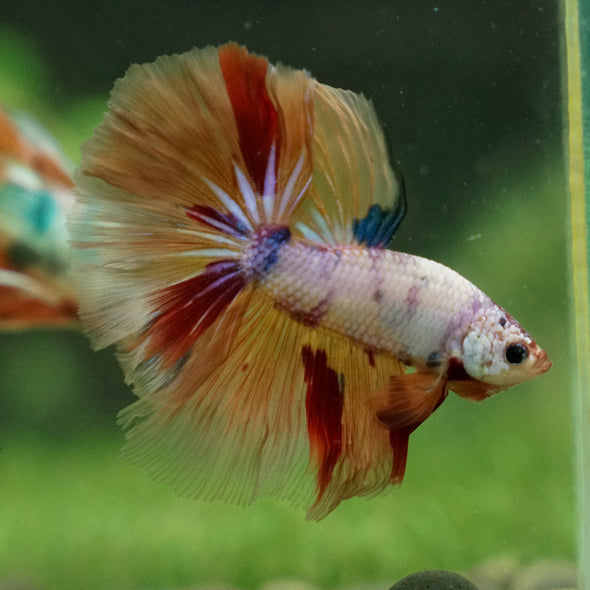 Galaxy/Candy Koi Halfmoon - 13 weeks old