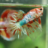 Galaxy/Candy Koi Halfmoon - 11 weeks old