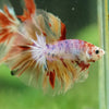 Galaxy/Candy Koi Halfmoon - 14 weeks old