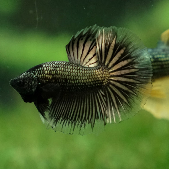 Dragon Scale Halfmoon - 10 weeks old