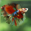 Galaxy/Candy Koi Halfmoon - 11 weeks old