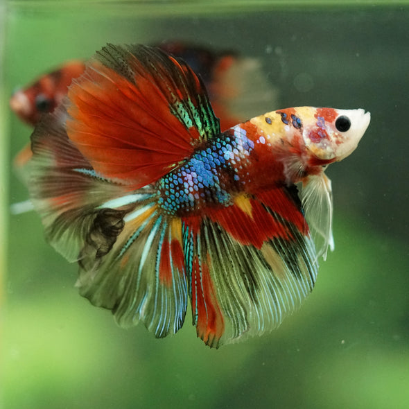 Galaxy/Candy Koi Halfmoon - 11 weeks old