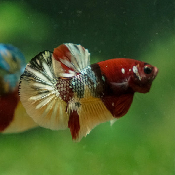 Multicolor/Galaxy Koi Plakat -13 weeks Old