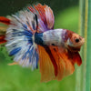 Galaxy/Candy Koi Halfmoon - 14 weeks old