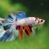 Galaxy/Candy Koi Halfmoon - 14 weeks old