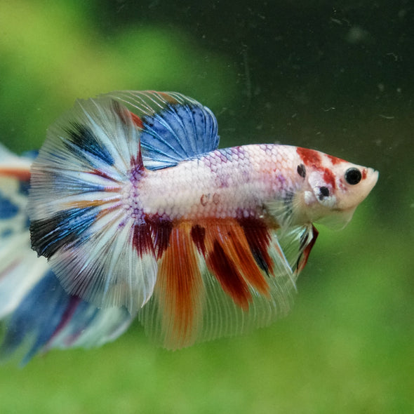 Galaxy/Candy Koi Halfmoon - 14 weeks old