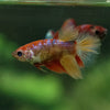 Multicolor/ Galaxy Koi Halfmoon- Female- 13 Weeks Old